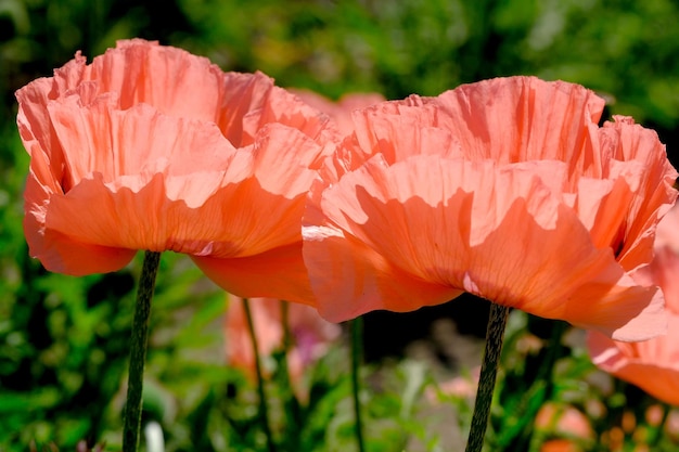 Poppy decorative bright beautiful flower