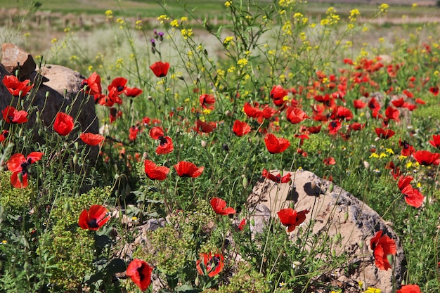 Poppy field in Caucasus mountains