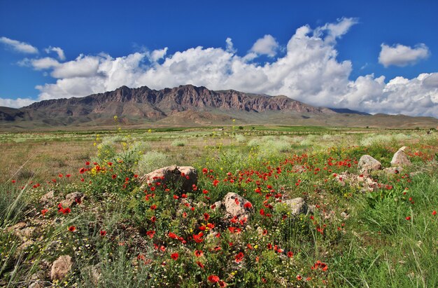 Poppy field in Caucasus mountains