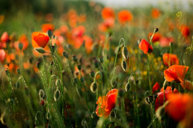 Poppy field close-up