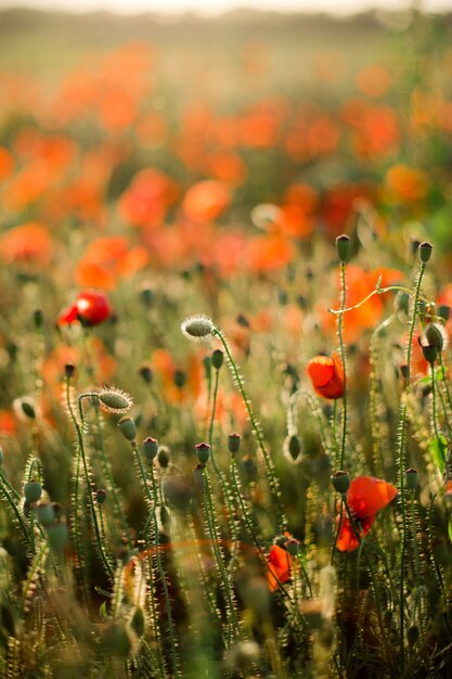 Primo piano del campo di papaveri