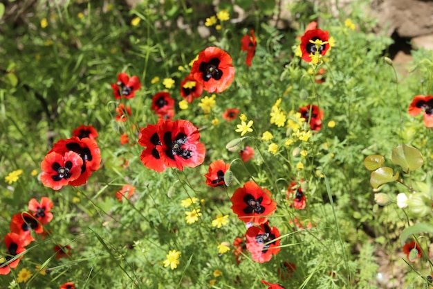 poppy field flowers grass background