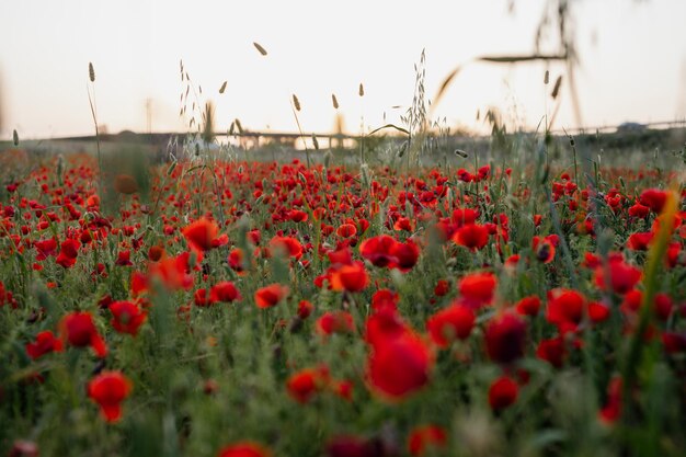 Foto paesaggio di campi di papavero