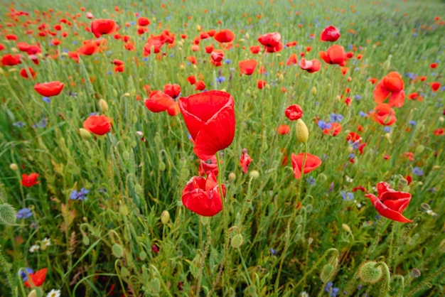 Poppy field red flowers bloom in a field on a warm summer day