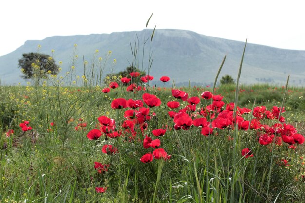 ポピー畑牧草地の赤いポピーの花