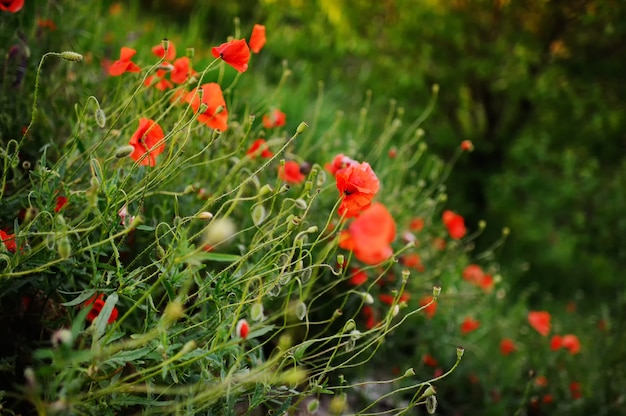 Poppy field. summer