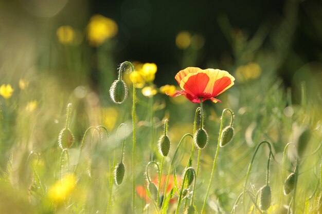 Poppy in the field at sunrise