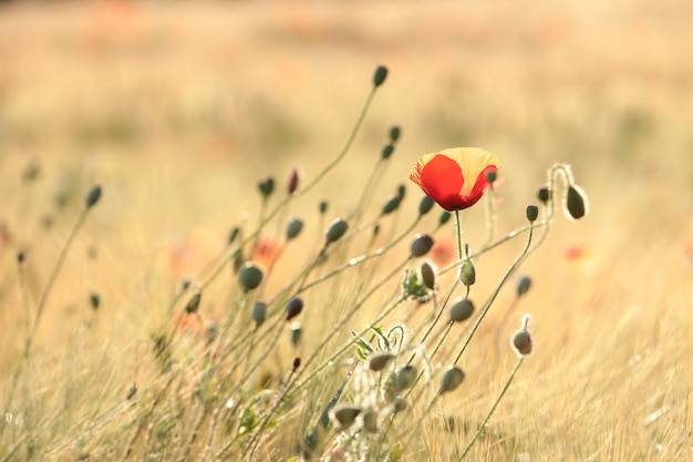 Poppy in the field at sunrise