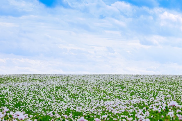 Poppy field. White opium poppy blossom in the Czech Republic.