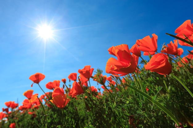 Poppy field and wild flowers in sunlight under a blue sky