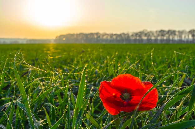 Poppy in a field of winter wheat in late autumn at sunset under a clear sky with small clouds