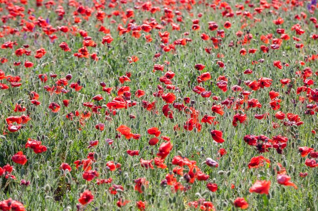 Poppy field with flowering red poppies