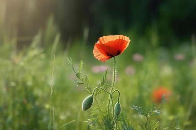 A poppy in a field with green leaves and a pink flower