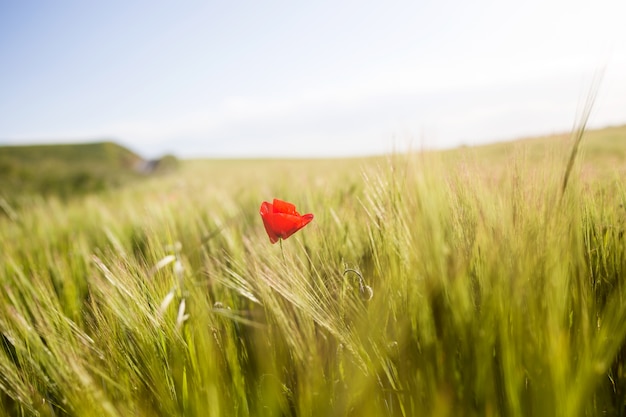 Photo poppy in the field.