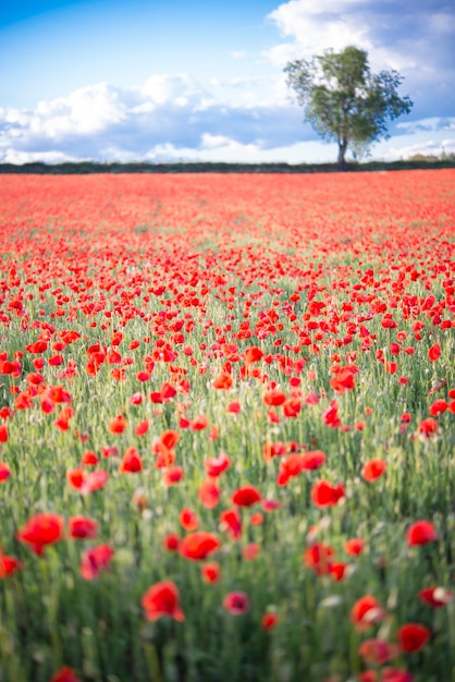 Poppy field