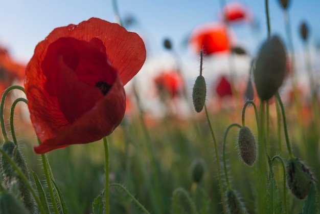 Poppy field