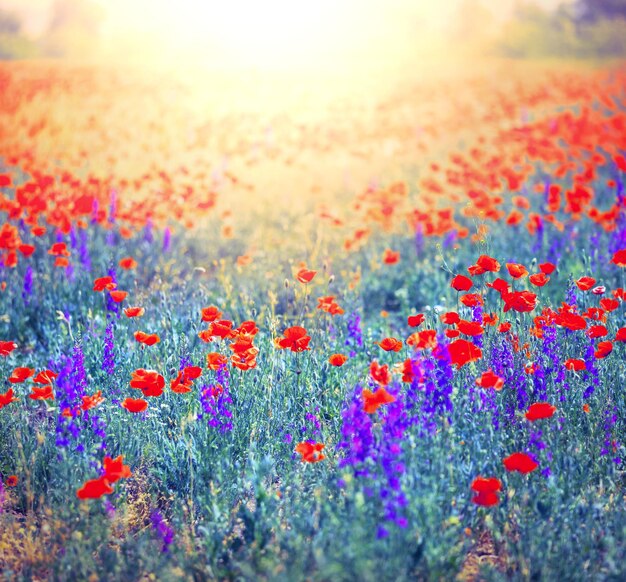 Poppy field