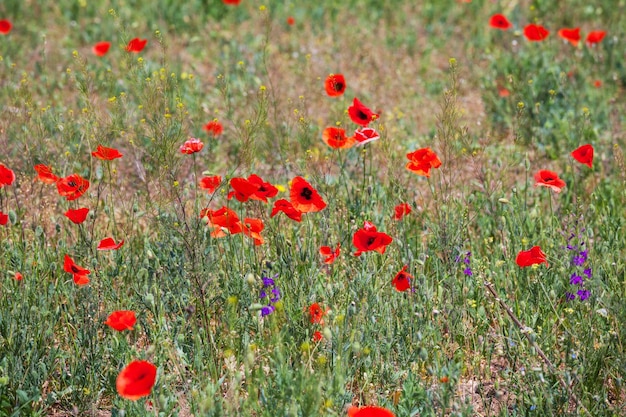 Poppy field