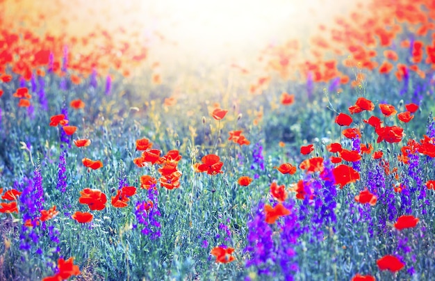 Poppy field