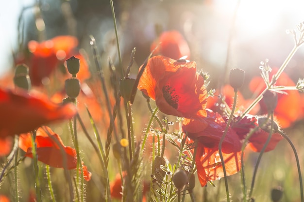 Poppy field