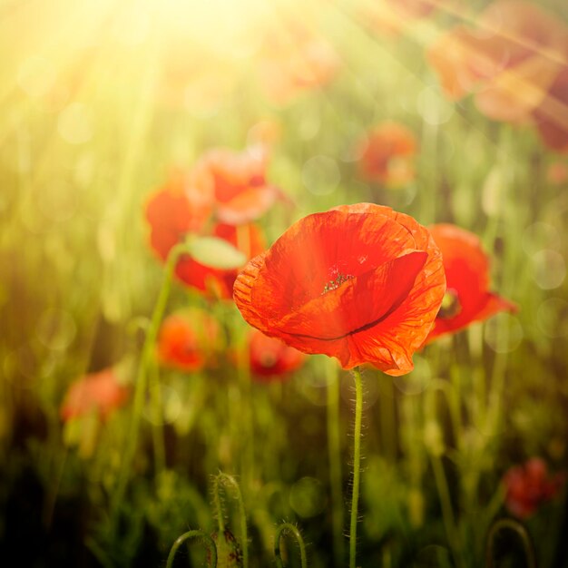 Poppy in a field