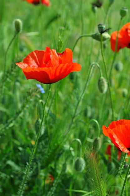 Photo poppy in a field