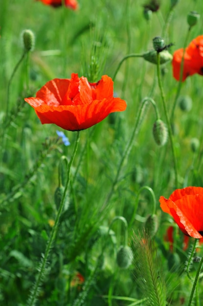 Poppy in a field