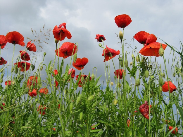 Poppy field