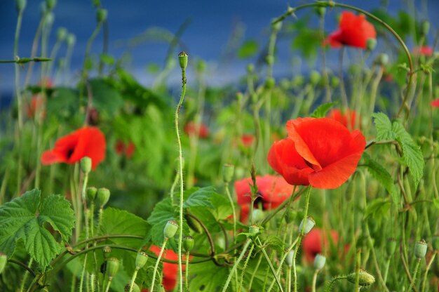 Poppy field