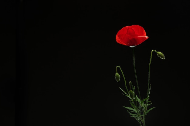 Poppy Flower on Black isolated