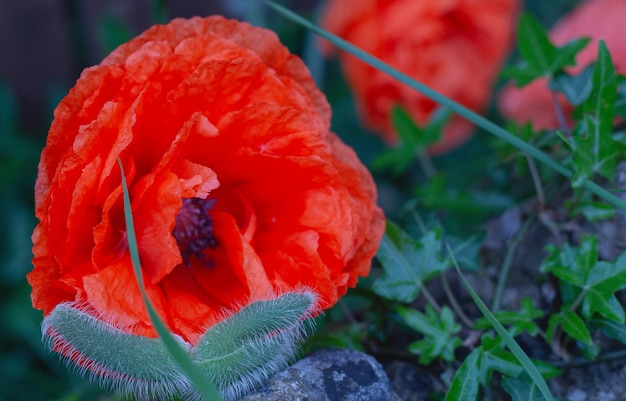 Primo piano del fiore del papavero nel giardino