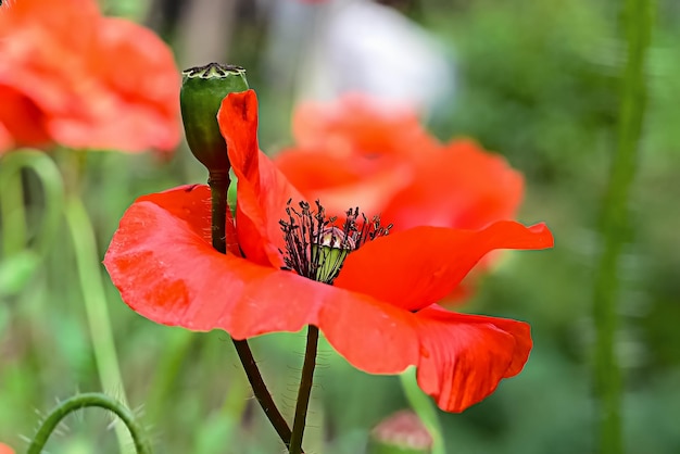 ケシの花のクローズ アップ春のコンセプト女性への贈り物