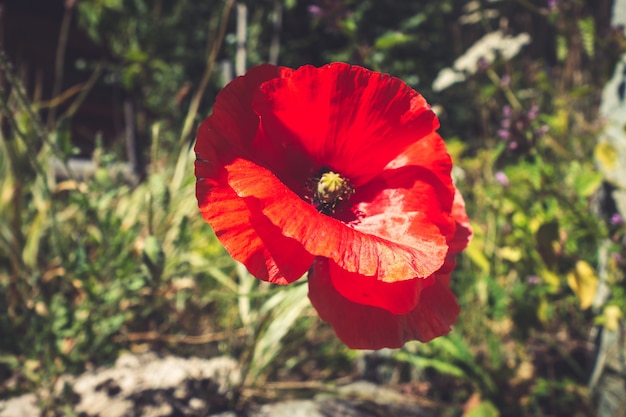 Poppy flower closeup view in Vanoise national Park field, French alps