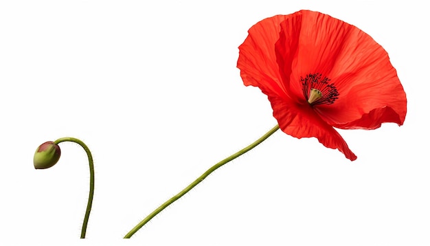 Photo poppy flower elevation side view isolated