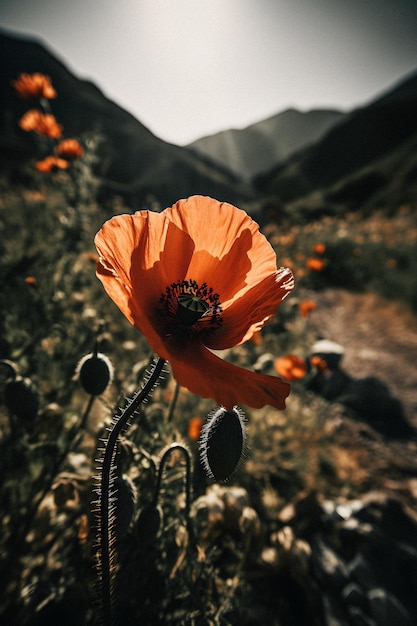 A poppy flower in a field of flowers