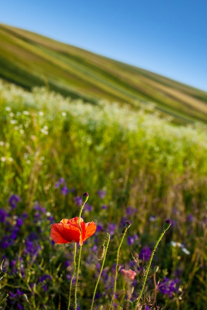 Foto fiore di papavero su un campo