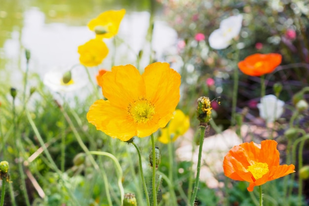 庭のポピーの花