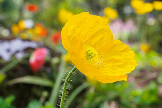 庭のポピーの花