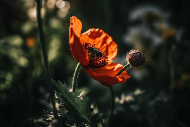 Poppy Flower in the Wild Boeiende fotografie van een mooie en zeldzame bloesem