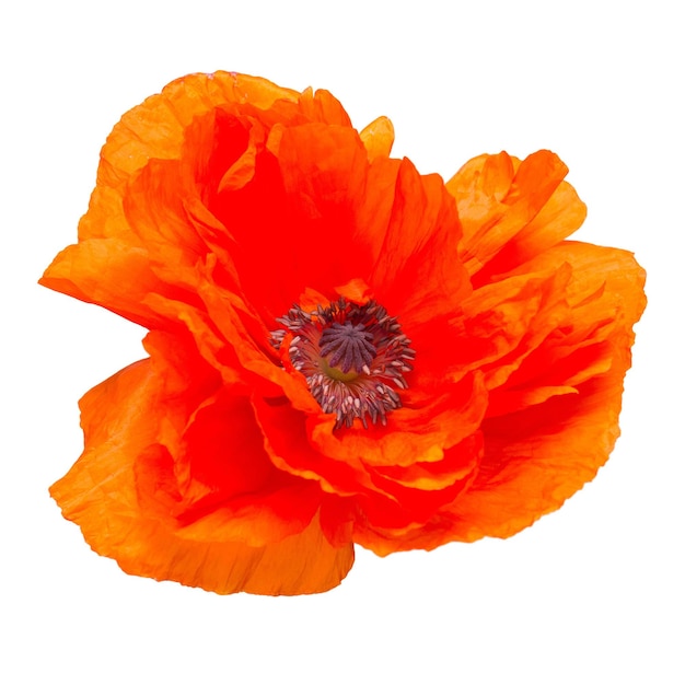 Poppy flower isolated on white background. Flat lay, top view