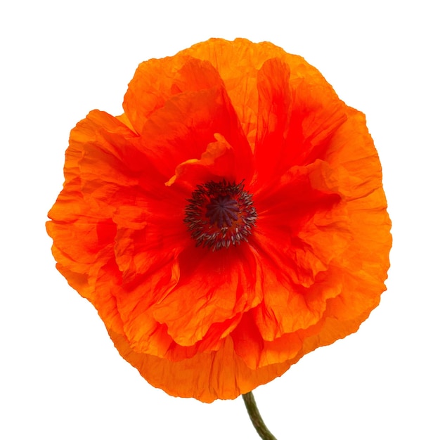 Poppy flower isolated on white background