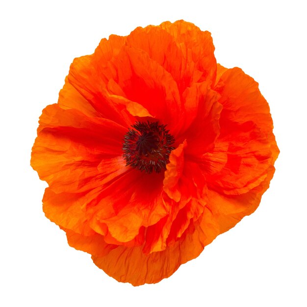 Poppy flower isolated on white background