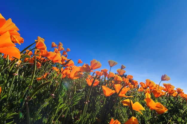 Poppy Flower onder de blauwe lucht en zon met lensflare