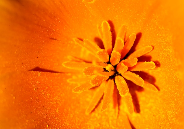 ケシの花の花粉