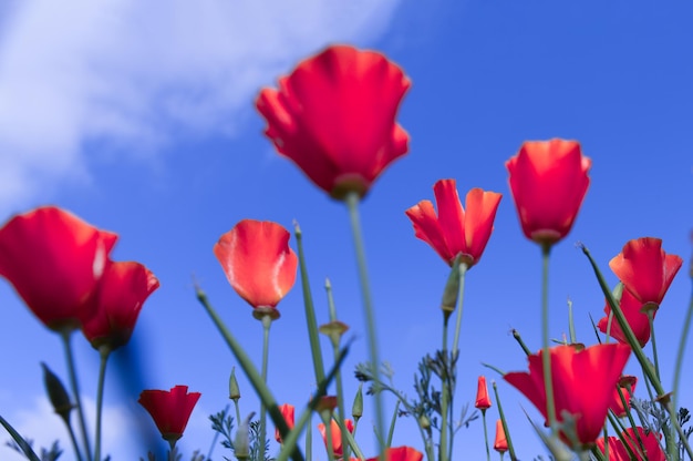 ニュージーランド、オーストラリア、カナダ、グレートbrでの記念日記念日アンザックデーのためのポピーの花
