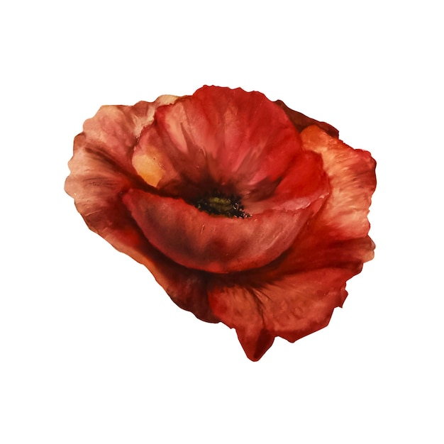 Poppy flower watercolor illustration botanical illustration isolated