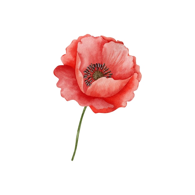 ケシの花の水彩イラストは、白い背景で隔離。