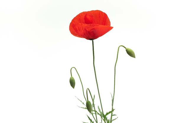 Poppy Flower on White Background