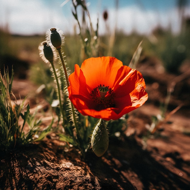 Photo poppy flower in the wild captivating photography of a beautiful and rare blossom