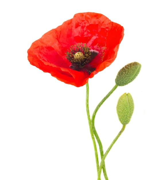 Poppy flower with buds isolated